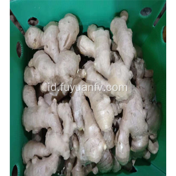 300g dan jahe kering udara